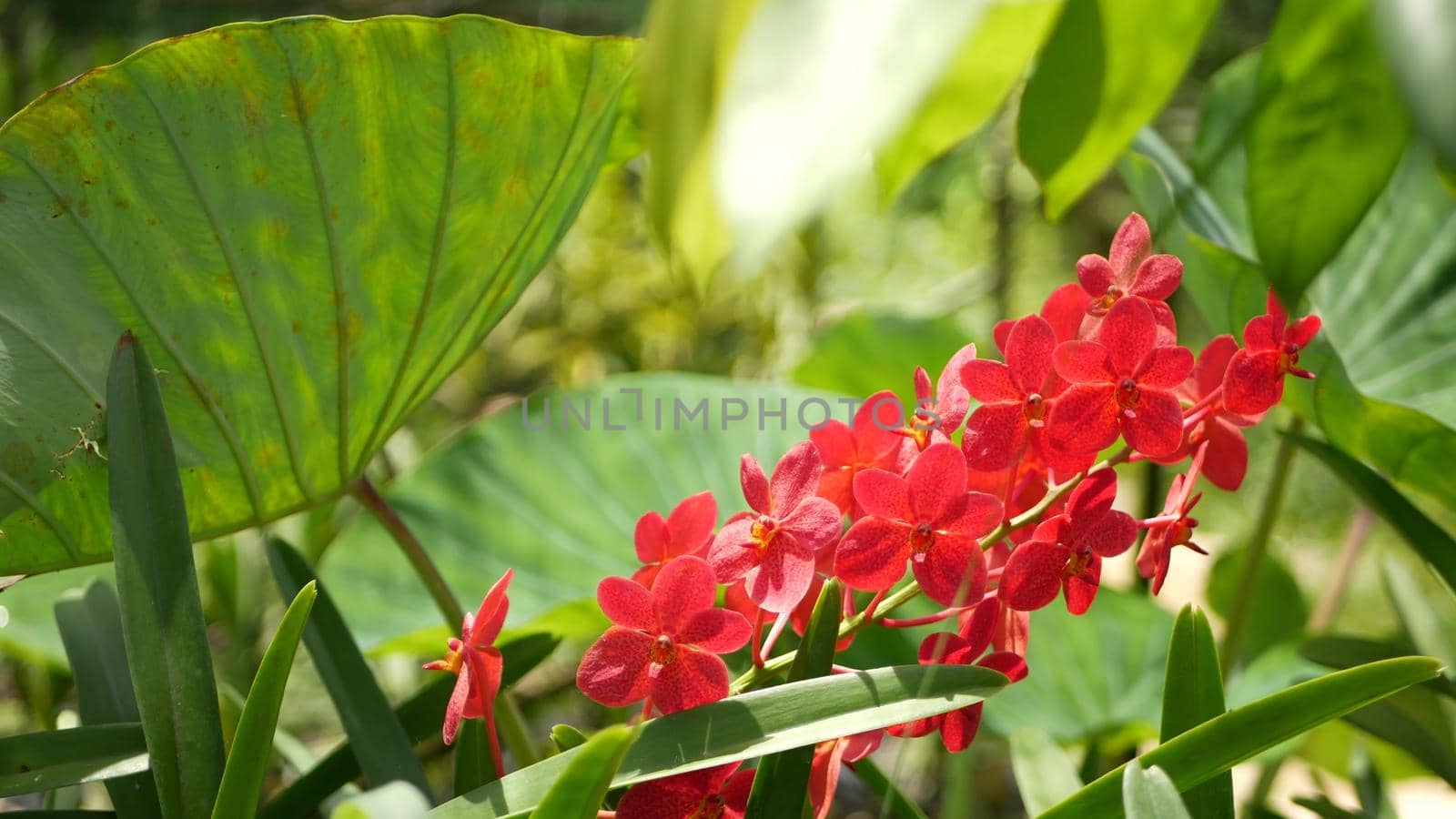 Blurred macro close up, colorful tropical orchid flower in spring garden, tender petals among sunny lush foliage. Abstract natural exotic background with copy space. Floral blossom and leaves pattern by DogoraSun