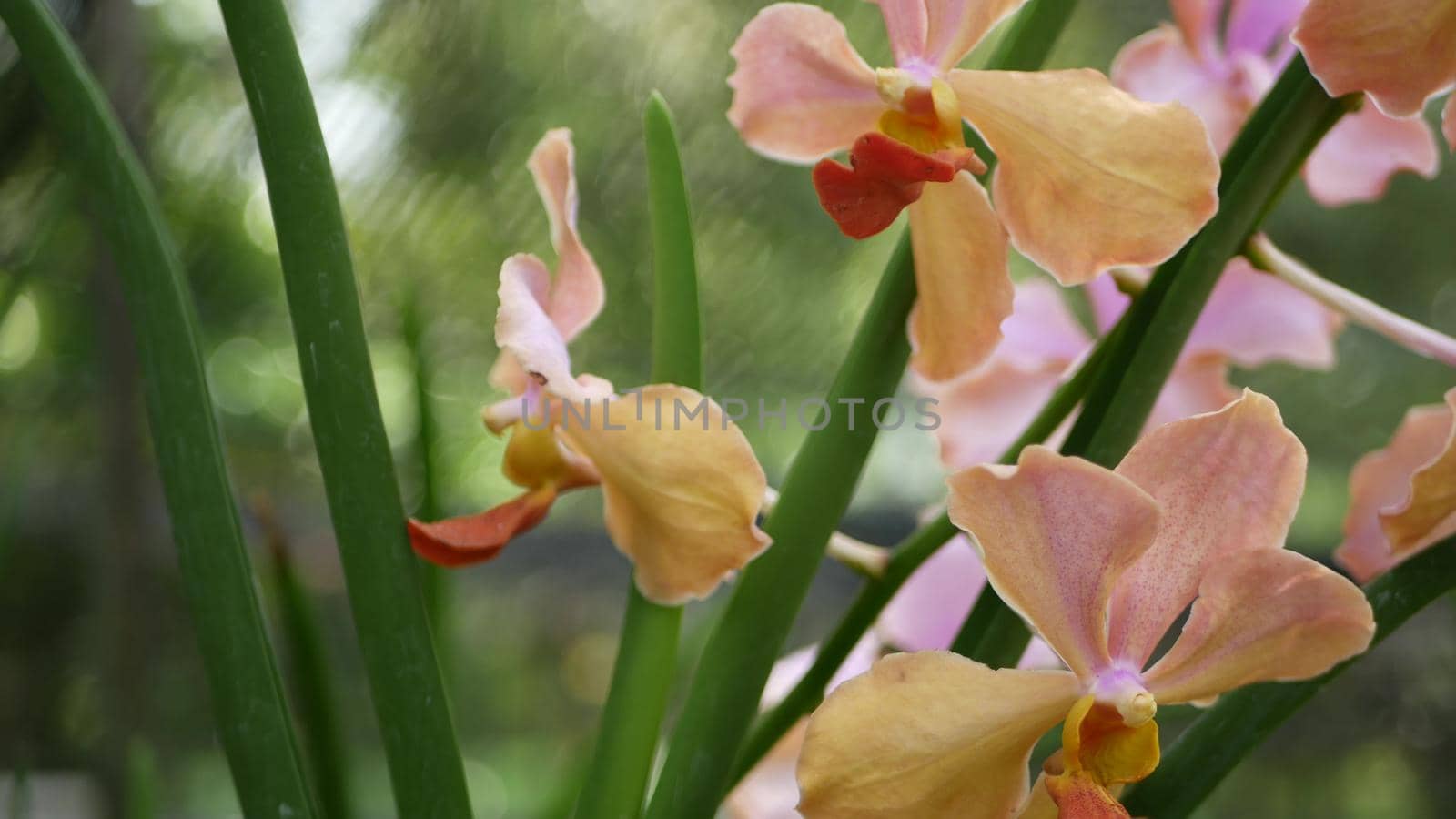 Blurred macro close up, colorful tropical orchid flower in spring garden, tender petals among sunny lush foliage. Abstract natural exotic background with copy space. Floral blossom and leaves pattern.