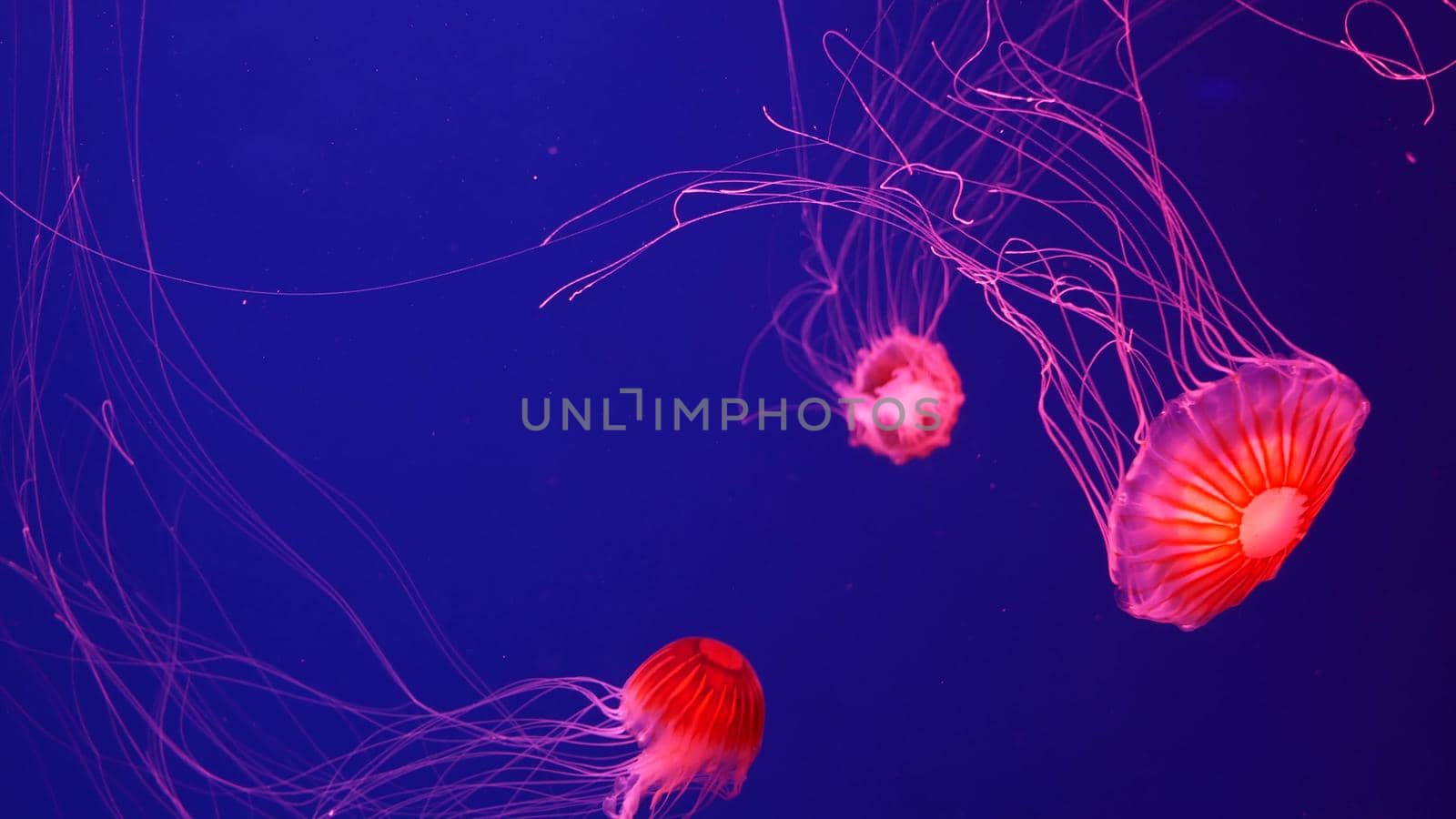 Shiny vibrant fluorescent jellyfish glow underwater, dark neon dynamic pulsating ultraviolet blurred background. Fantasy hypnotic mystic pcychedelic dance. Vivid phosphorescent cosmic medusa dancing by DogoraSun