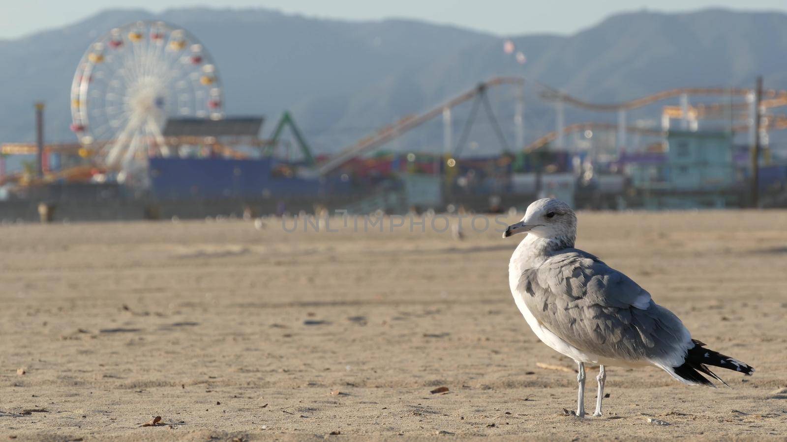 Sea gulls on sunny sandy california beach, classic ferris wheel in amusement park on pier in Santa Monica pacific ocean resort. Summertime iconic view, symbol of Los Angeles, CA USA. Travel concept.