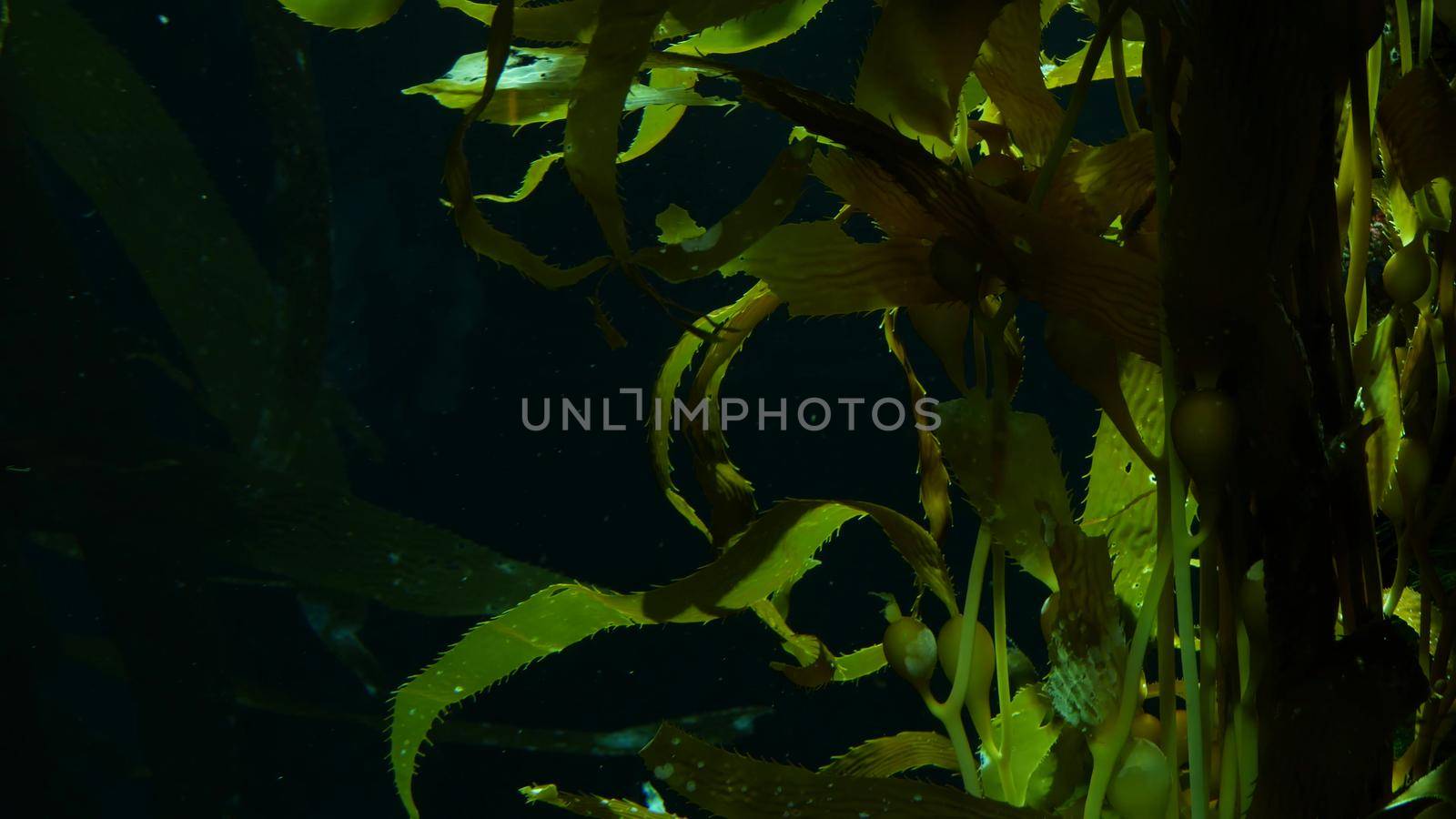 Light rays filter through a Giant Kelp forest. Macrocystis pyrifera. Diving, Aquarium and Marine concept. Underwater close up of swaying Seaweed leaves. Sunlight pierces vibrant exotic Ocean plants by DogoraSun