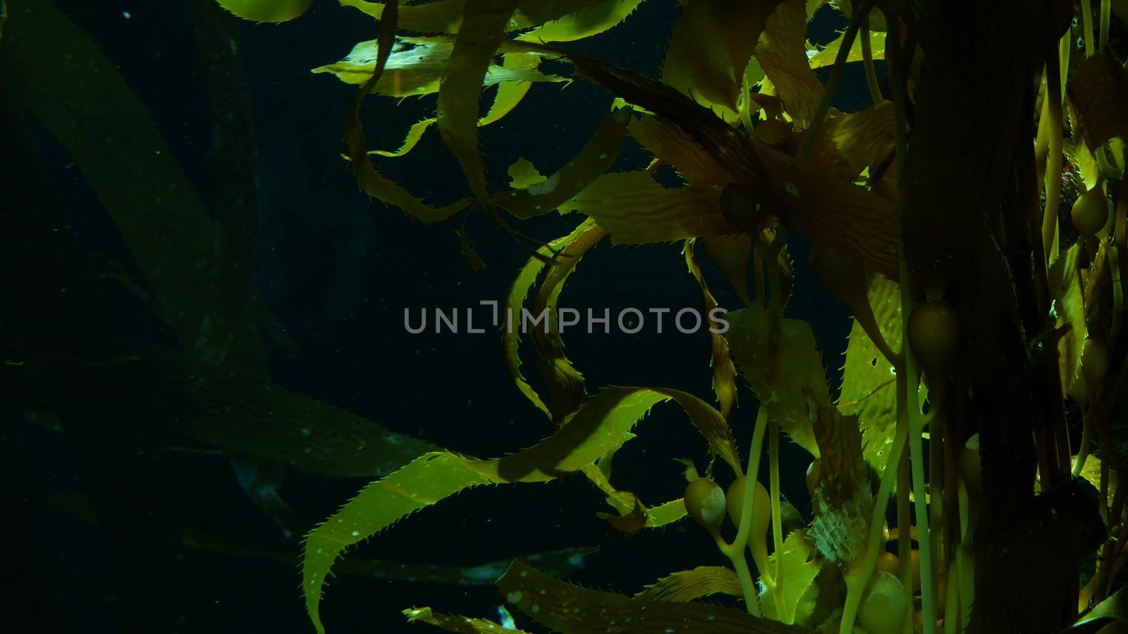 Light rays filter through a Giant Kelp forest. Macrocystis pyrifera. Diving, Aquarium and Marine concept. Underwater close up of swaying Seaweed leaves. Sunlight pierces vibrant exotic Ocean plants.