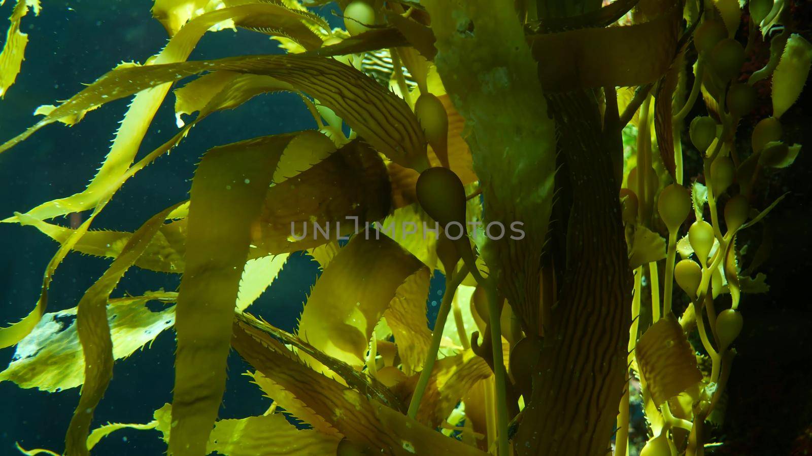 Light rays filter through a Giant Kelp forest. Macrocystis pyrifera. Diving, Aquarium and Marine concept. Underwater close up of swaying Seaweed leaves. Sunlight pierces vibrant exotic Ocean plants.