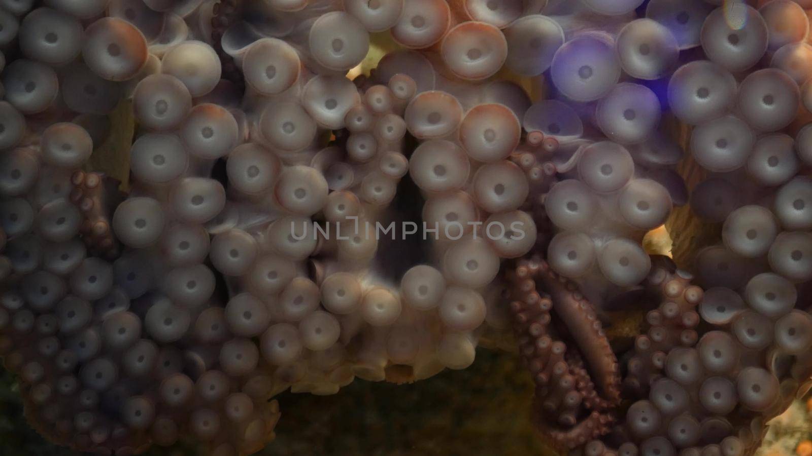 Weird octopus with suckers on arms. Giant squid tentacles macro close up. Large scary hypnotic kraken with eight limbs. Multitask symbol and colossal mollusc monster from legend. Mesmerising sprut.