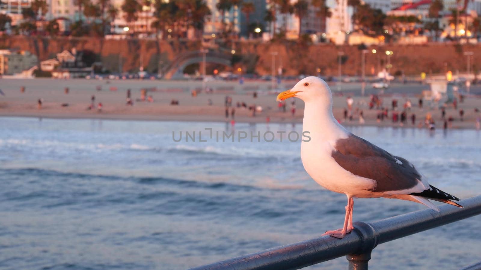 California summertime beach aesthetic, pink sunset. Cute funny sea gull on pier railing. Ocean waves, defocused people and beachfront weekend houses. Purple sundown, Santa Monica Los Angeles CA USA by DogoraSun