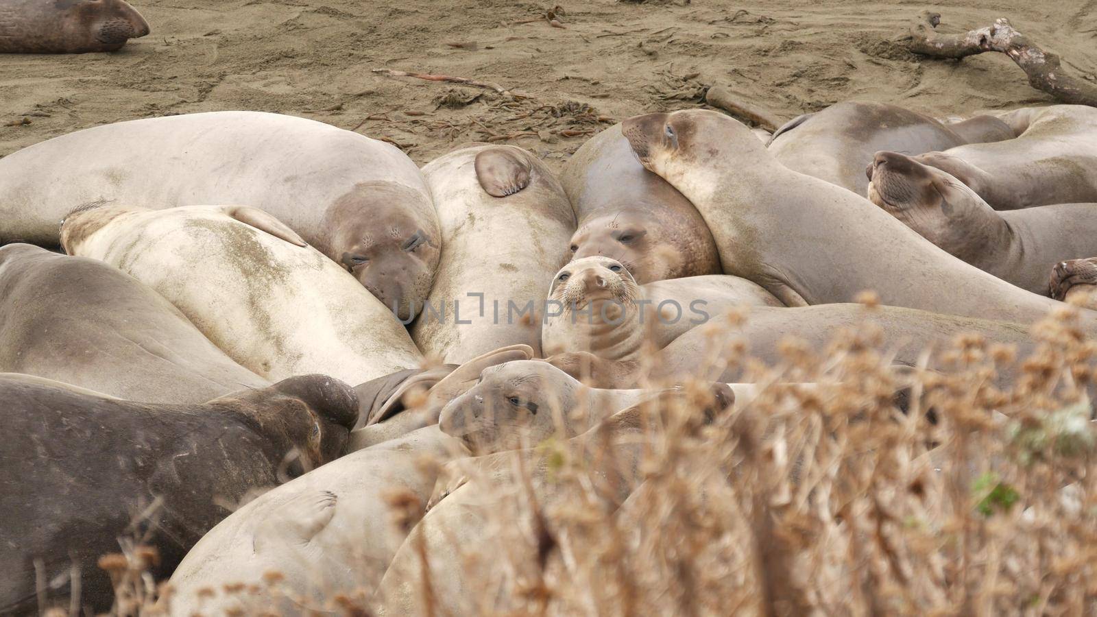 Funny lazy elephant seals on sandy pacific ocean beach in San Simeon, California, USA. Awkward fat mirounga earless sea lions with unusual proboscis roaring. Alpha male playful reproductive behavior.