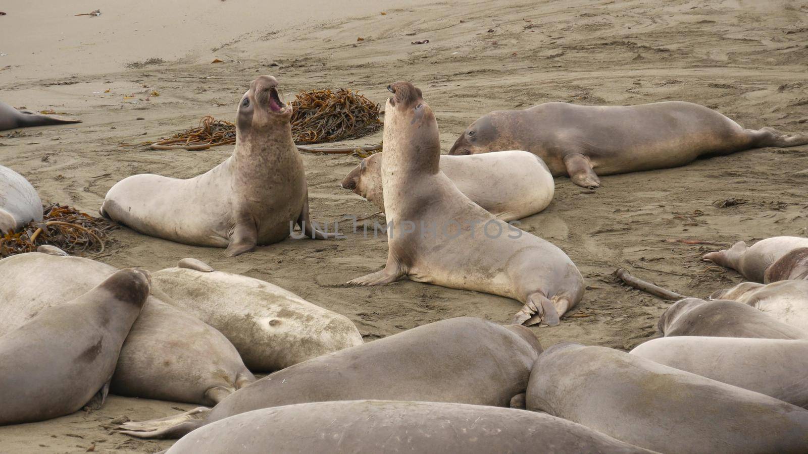 Funny lazy elephant seals on sandy pacific ocean beach in San Simeon, California, USA. Awkward fat mirounga earless sea lions with unusual proboscis roaring. Alpha male playful reproductive behavior.