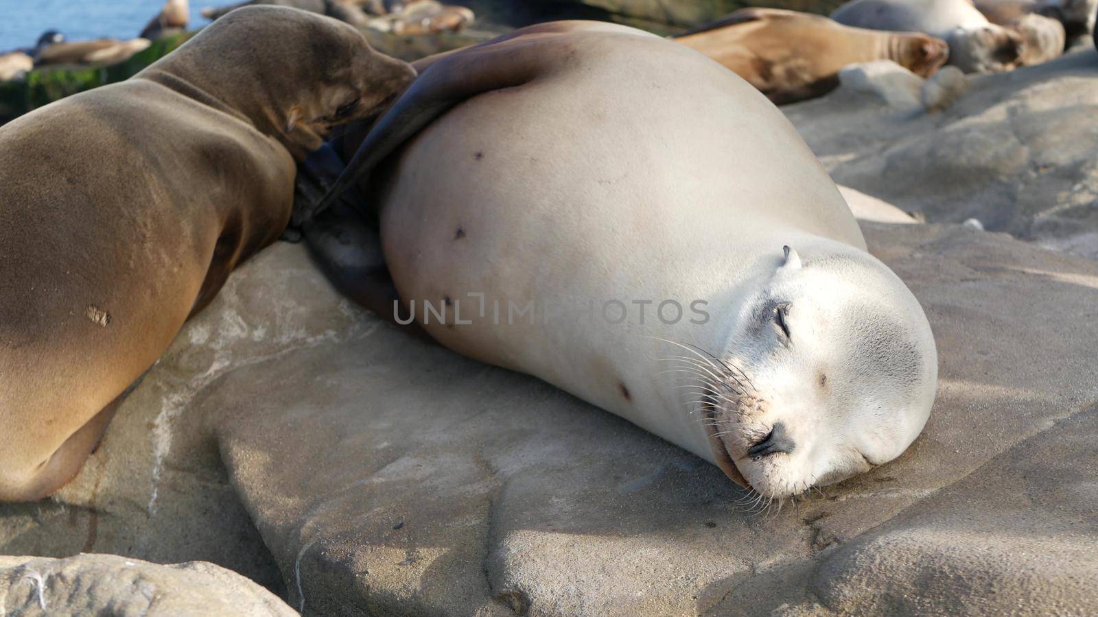 Cute baby cub, sweet sea lion pup and mother. Funny lazy seals, ocean beach wildlife, La Jolla, San Diego, California, USA. Funny awkward sleepy marine animal on pacific coast. Family love and care.