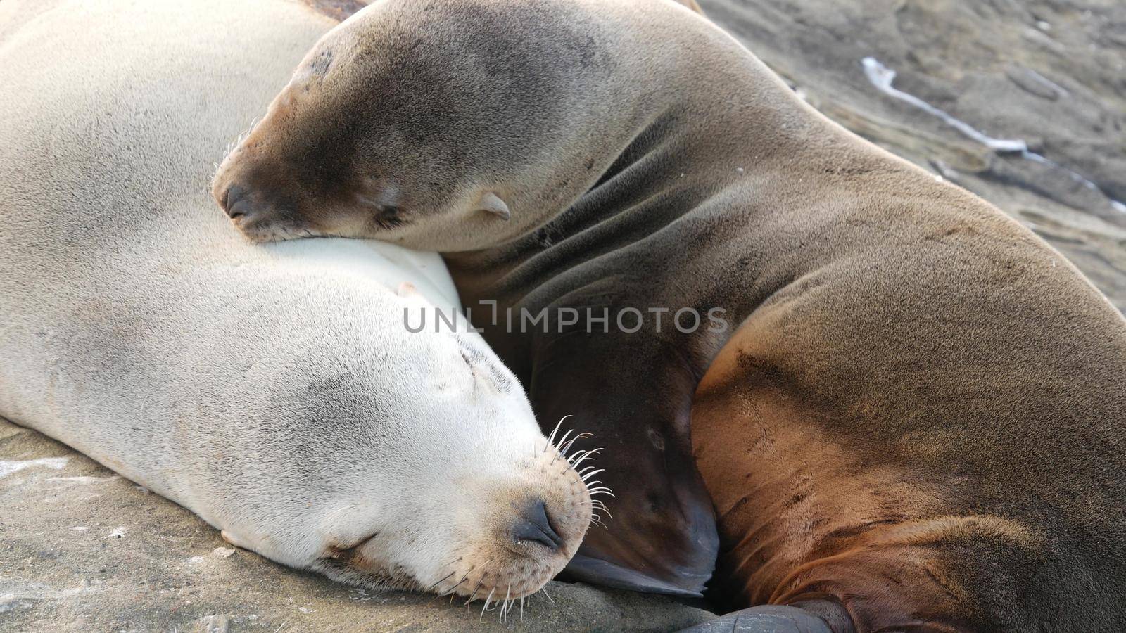 Cute baby cub, sweet sea lion pup and mother. Funny lazy seals, ocean beach wildlife, La Jolla, San Diego, California, USA. Funny awkward sleepy marine animal on pacific coast. Family love and care.