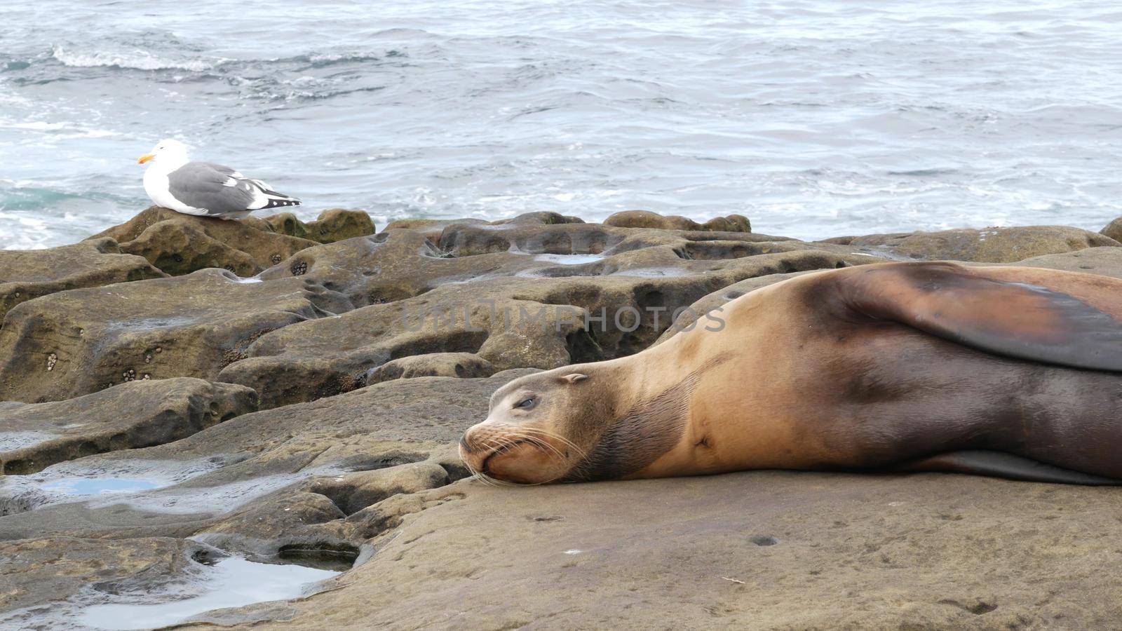 Sea lion on the rock in La Jolla. Wild eared seal resting near pacific ocean on stone. Funny wildlife animal lazing on the beach. Protected marine mammal in natural habitat, San Diego, California USA by DogoraSun