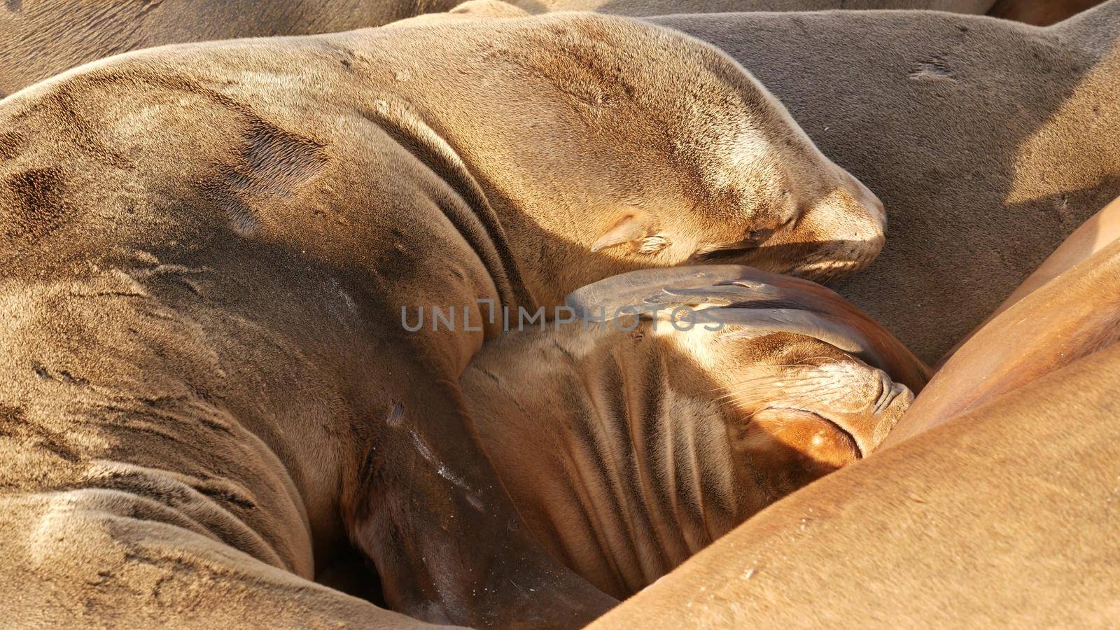 Sea lions on the rock in La Jolla. Wild eared seals resting near pacific ocean on stones. Funny lazy wildlife animal sleeping. Protected marine mammal in natural habitat, San Diego, California, USA by DogoraSun