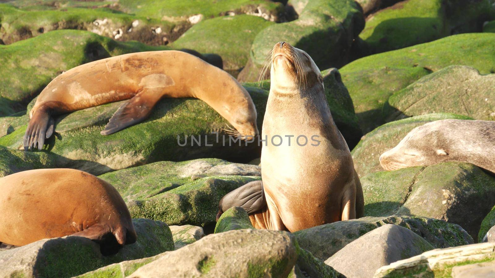 Sea lion on the rock in La Jolla. Wild eared seal resting near pacific ocean on stone. Funny wildlife animal lazing on the beach. Protected marine mammal in natural habitat, San Diego, California USA.