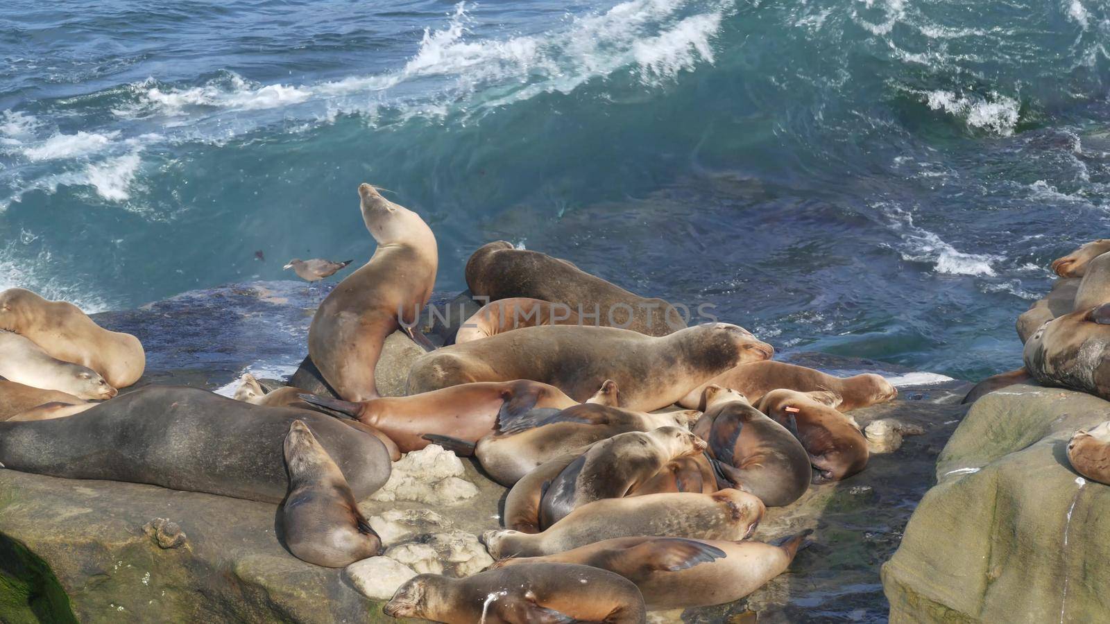 Sea lions on the rock in La Jolla. Wild eared seals resting near pacific ocean on stones. Funny lazy wildlife animal sleeping. Protected marine mammal in natural habitat, San Diego, California, USA.