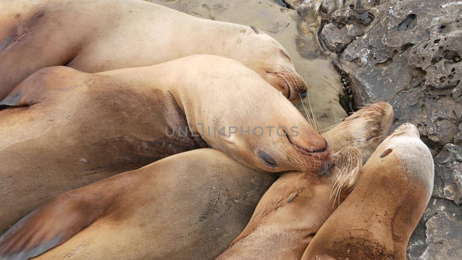 Sea lions on the rock in La Jolla. Wild eared seals resting near pacific ocean on stones. Funny lazy wildlife animal sleeping. Protected marine mammal in natural habitat, San Diego, California, USA by DogoraSun