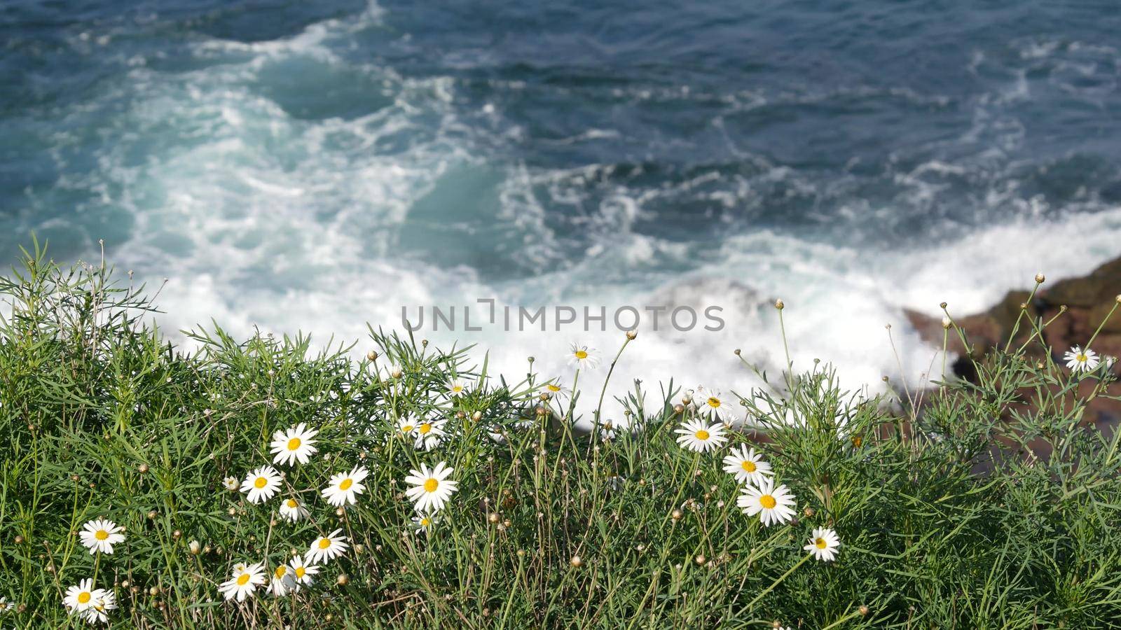 Simple white oxeye daisies in green grass over pacific ocean splashing waves. Wildflowers on the steep cliff. Tender marguerites in bloom near waters edge in La Jolla Cove San Diego, California USA.