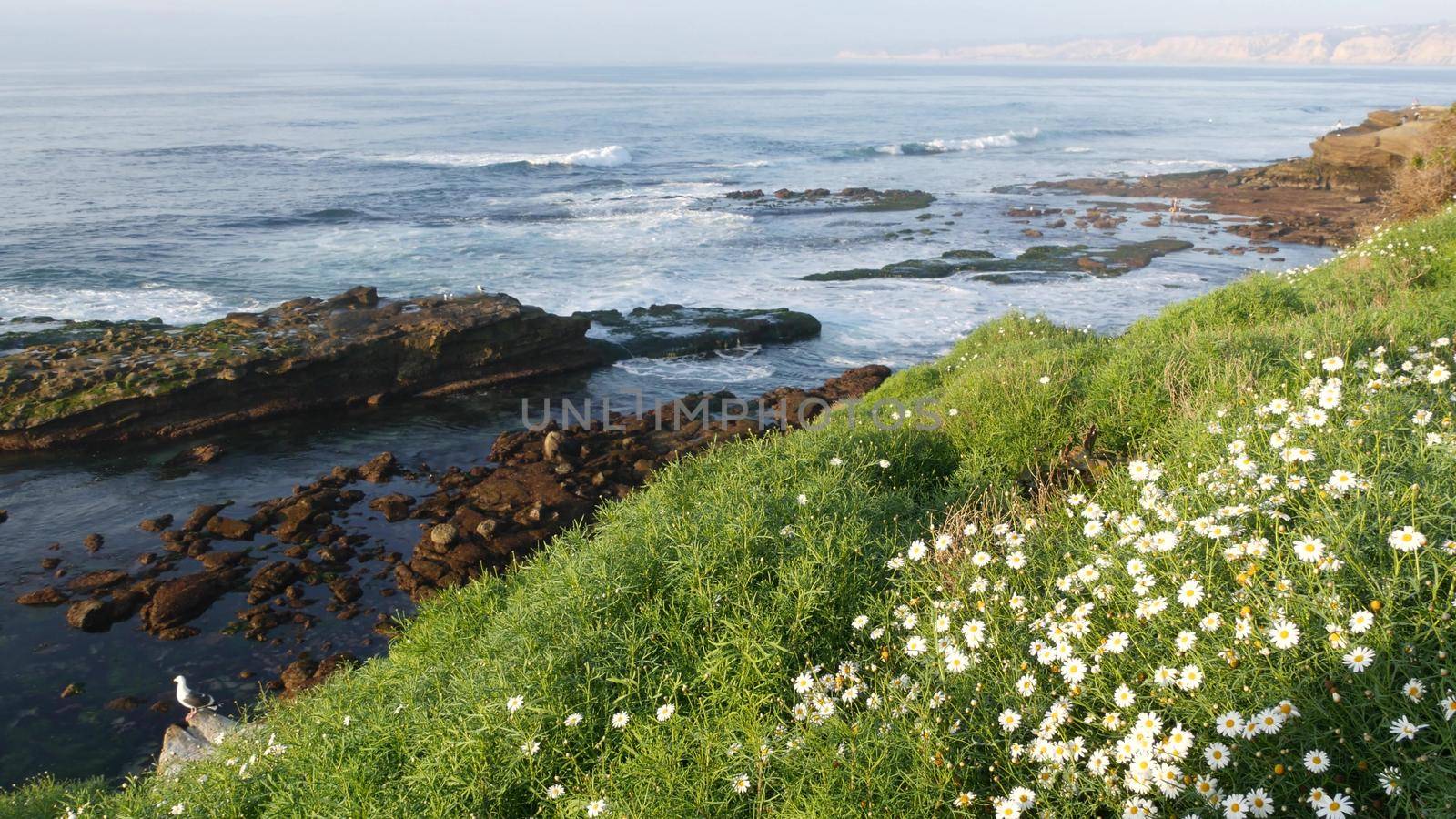 Simple white oxeye daisies in green grass over pacific ocean splashing waves. Wildflowers on the steep cliff. Tender marguerites in bloom near waters edge in La Jolla Cove San Diego, California USA by DogoraSun