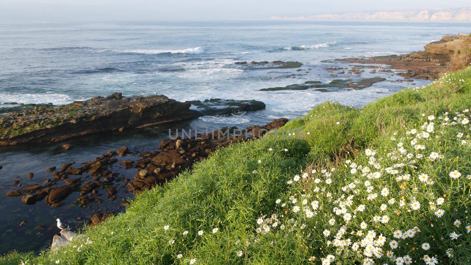 Simple white oxeye daisies in green grass over pacific ocean splashing waves. Wildflowers on the steep cliff. Tender marguerites in bloom near waters edge in La Jolla Cove San Diego, California USA.