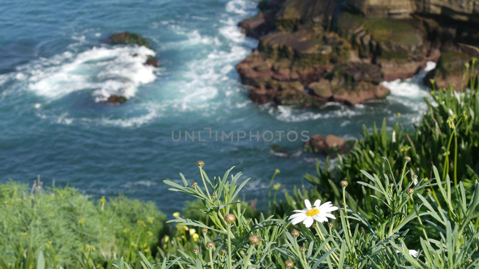 Simple white oxeye daisies in green grass over pacific ocean splashing waves. Wildflowers on the steep cliff. Tender marguerites in bloom near waters edge in La Jolla Cove San Diego, California USA by DogoraSun