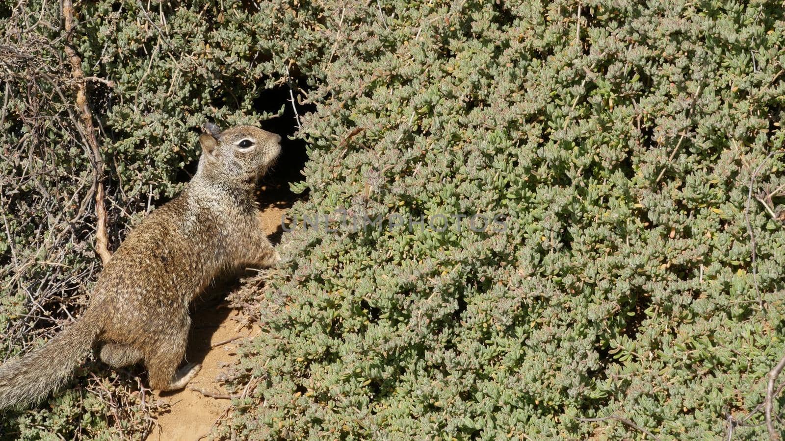 Beechey ground squirrel, common in California, Pacific coast, USA. Funny behavior of cute gray wild rodent. Small amusing animal in natural habitat. Pretty little endemic looking for food in America.