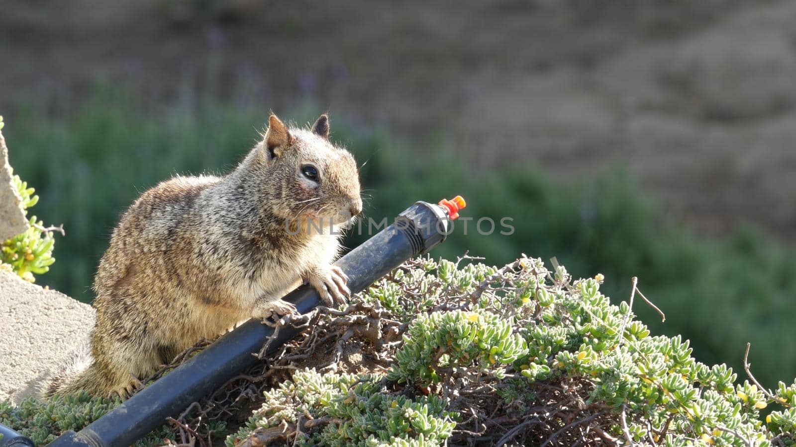 Beechey ground squirrel, common in California, Pacific coast, USA. Funny behavior of cute gray wild rodent. Small amusing animal in natural habitat. Pretty little endemic looking for food in America.