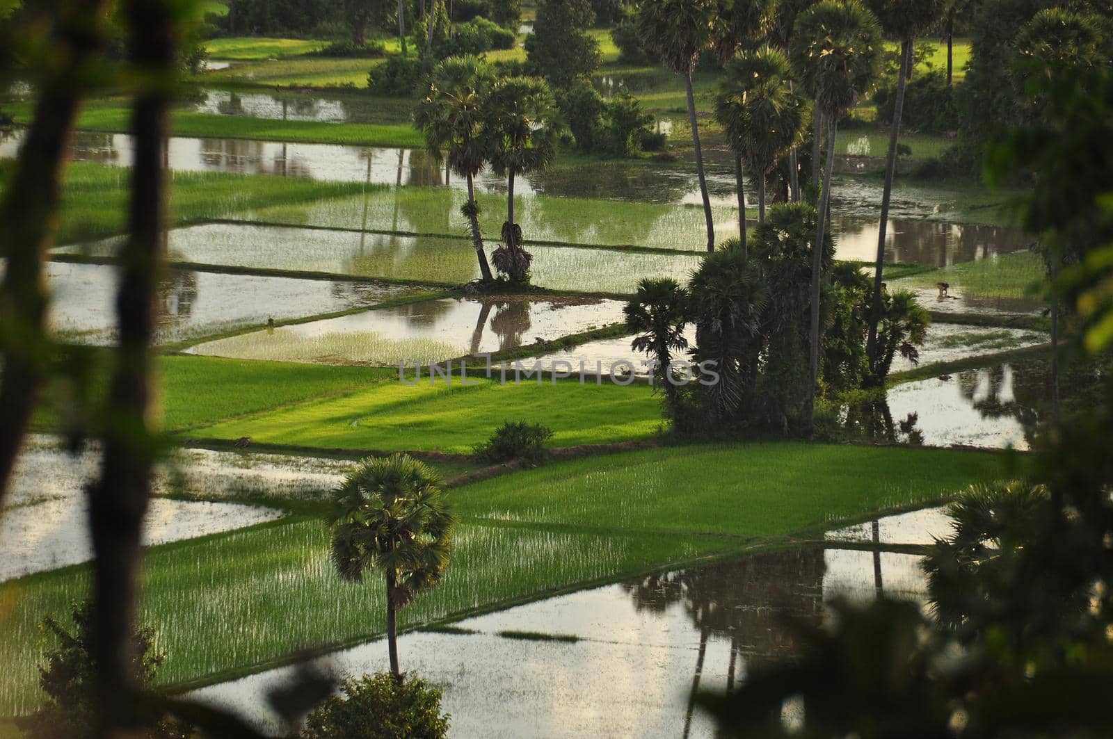 View of tropical water plantations with lush green vegetation, Cambodia. Rural oriental plantations with green grass