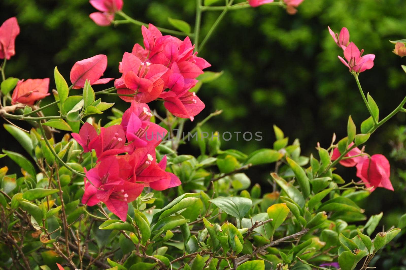 Green lush bush with bright pink flowers blooming in daylight. Beautiful tropical pink flowers on bush