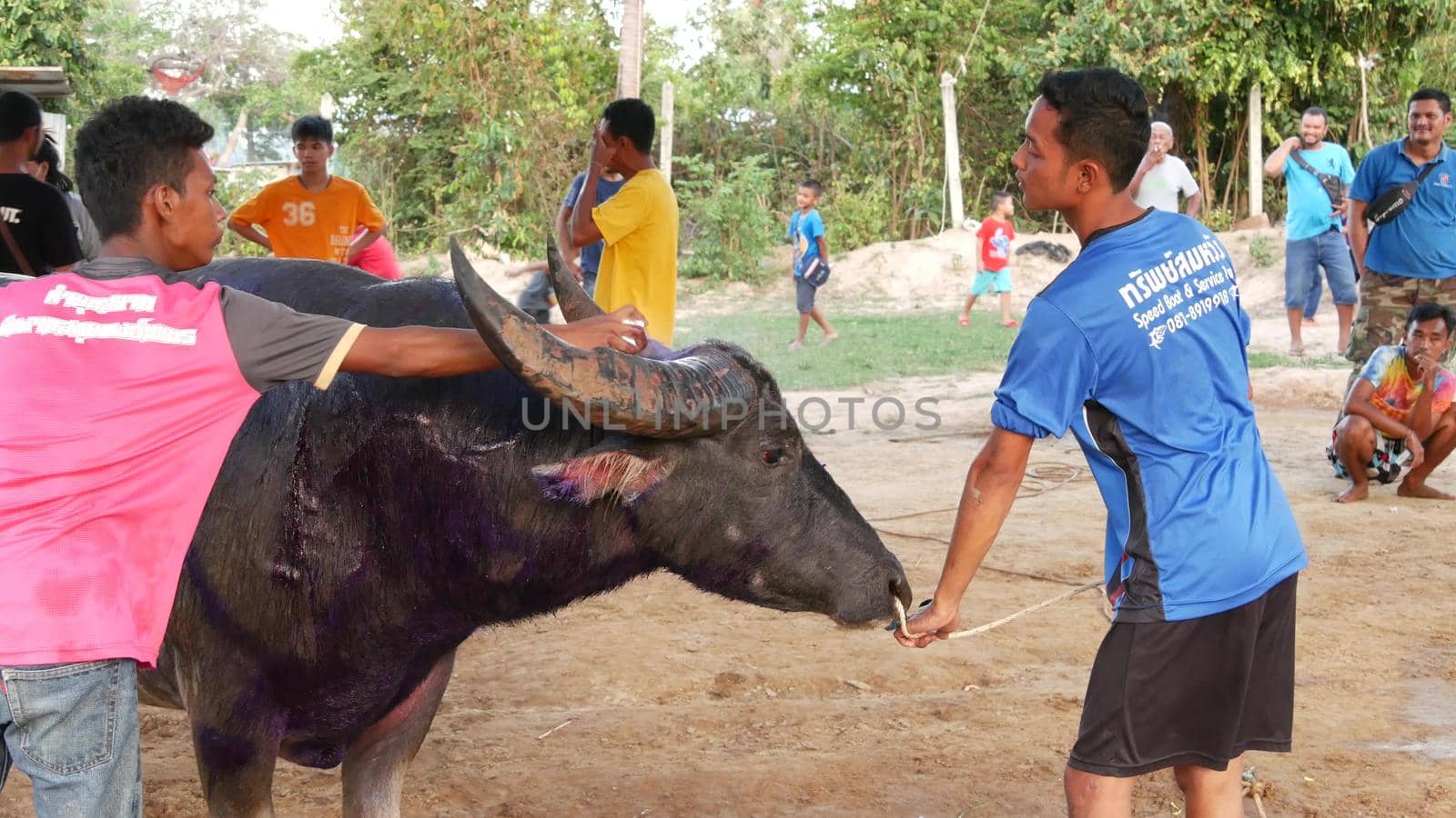 KOH SAMUI, THAILAND - 24 MAY 2019 Rural thai people gather during festival and arrange the traditional battles of their angry water buffaloes on makeshift public arena and betting on these bull fight by DogoraSun