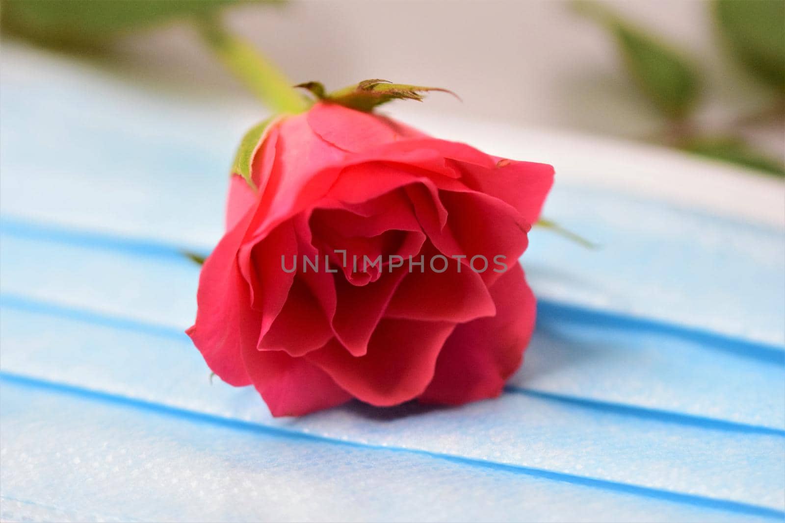 Pink rose on a surgical mask