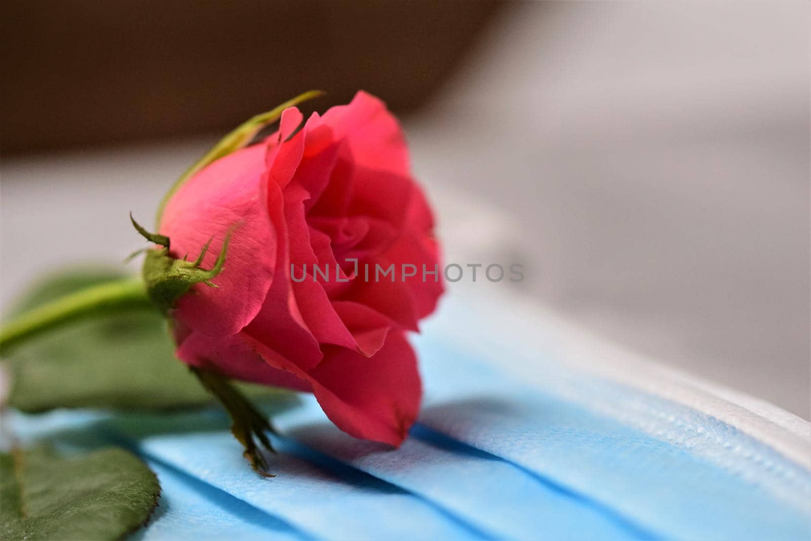 Pink rose on a surgical mask