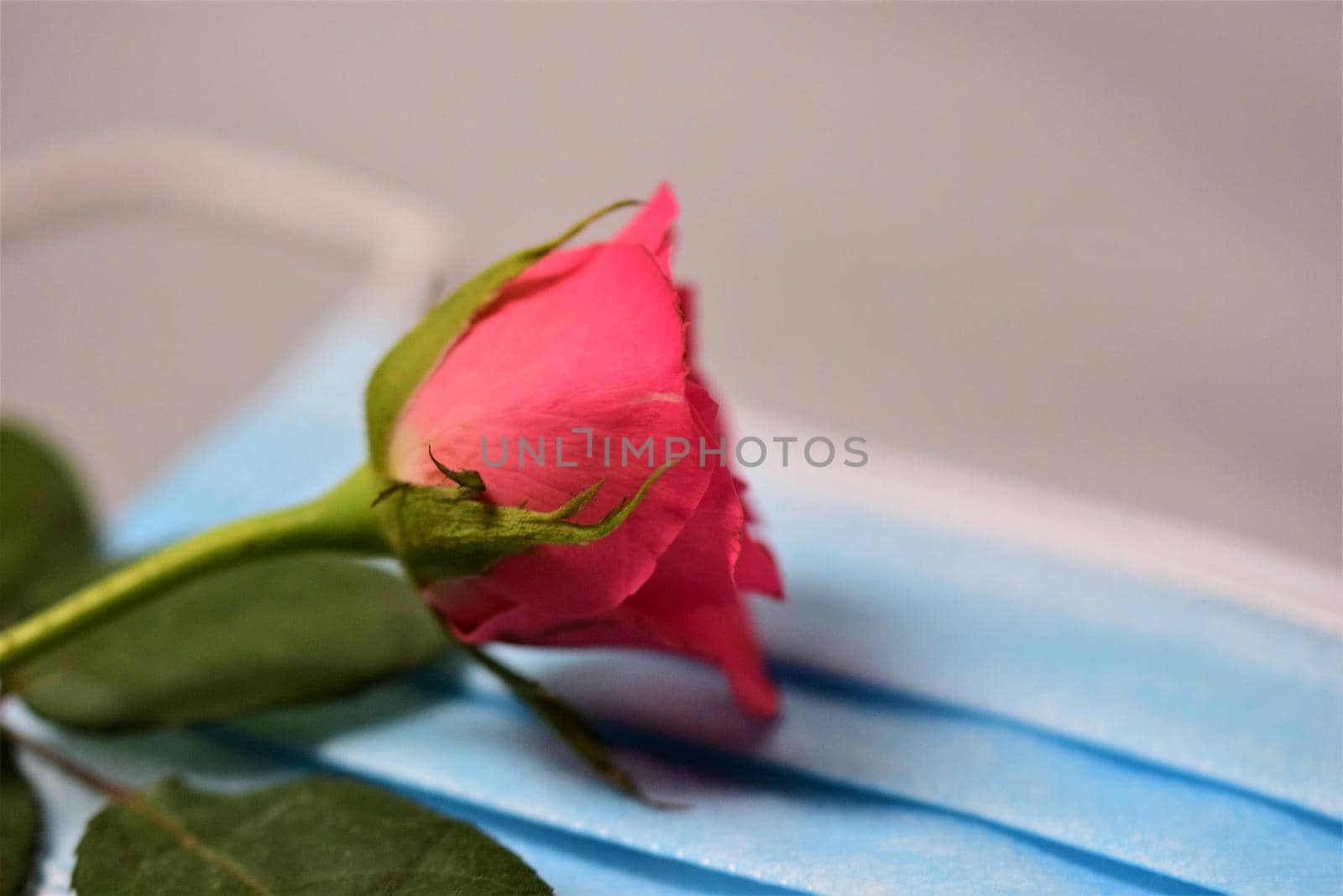 Pink rose on a surgical mask