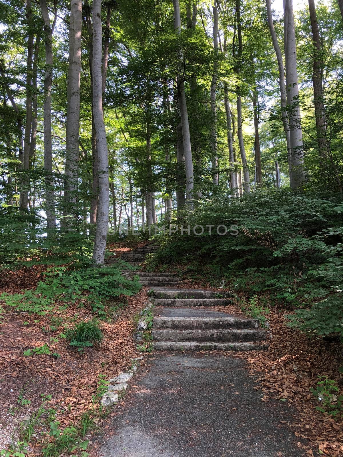 Stairs in forest on the Kapuzinerberg a hill in Salzburg, Austria