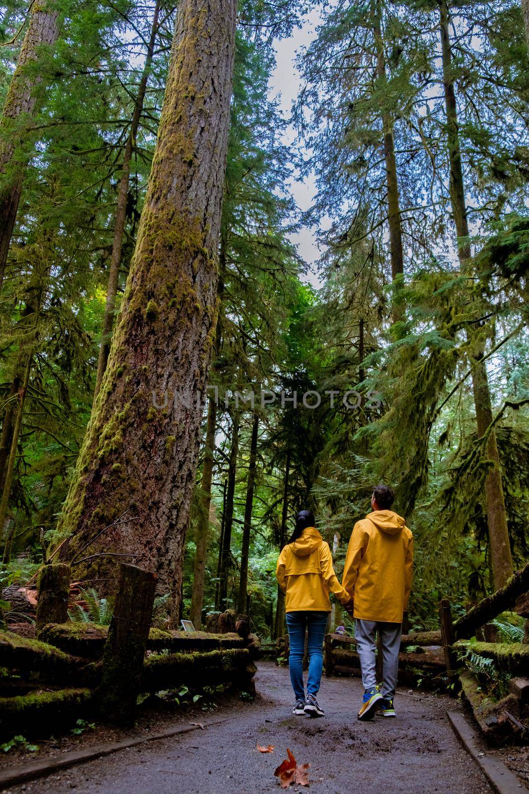 Vancouver Island, Canada, Cathedral Grove park Vancouver Island Canada forest with huge Douglas trees and people in a yellow rain jacket, raincoat. Vancouver Island, rainforest with huge woods