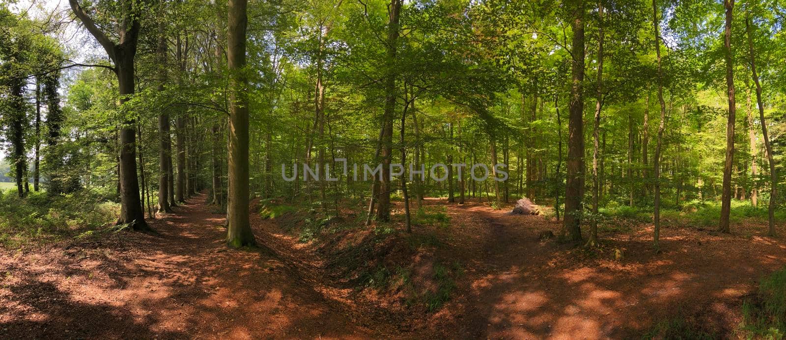 Panorama from the forest in Natuurschoon Nietap in the province Drenthe, The Netherlands