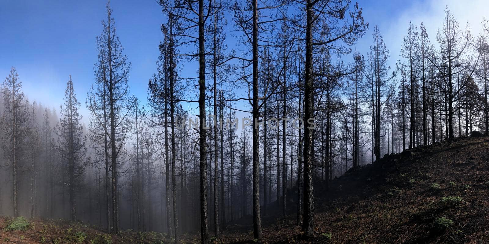 Misty Hiking path through burned forest by traveltelly