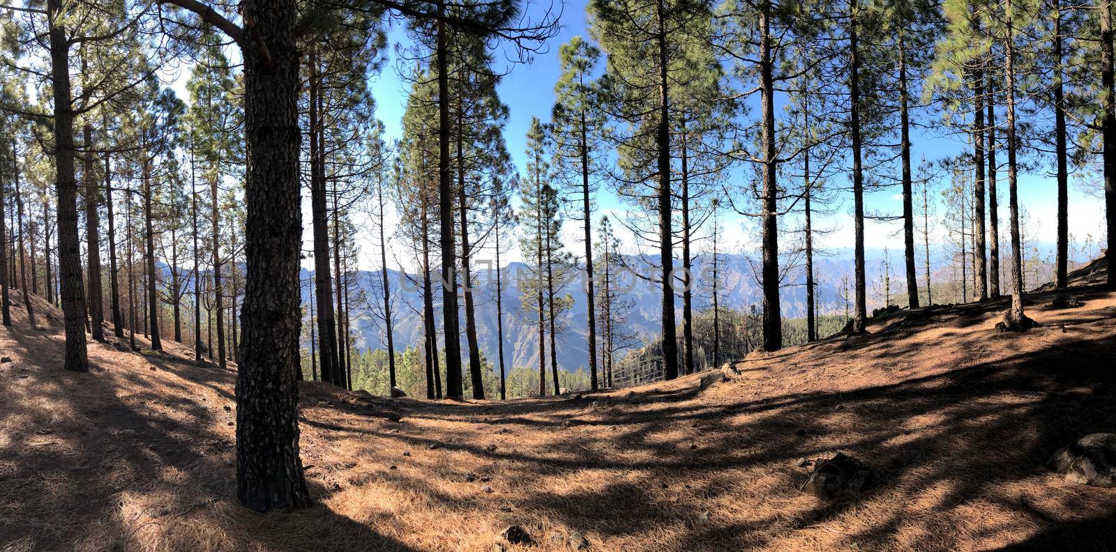 Forest panorama on Gran Canaria by traveltelly