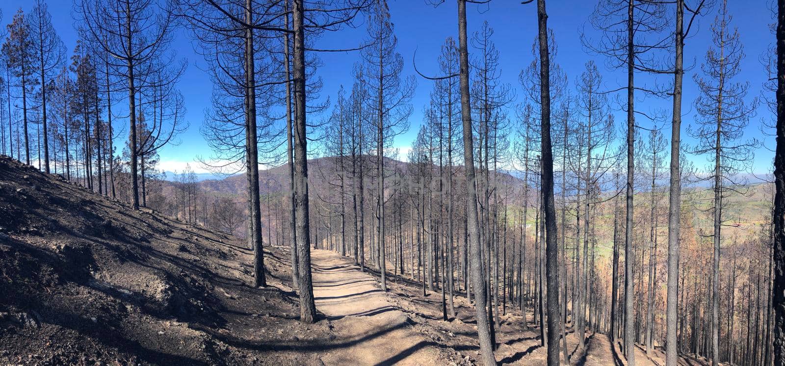 Hiking path through burned forest on Gran Canaria