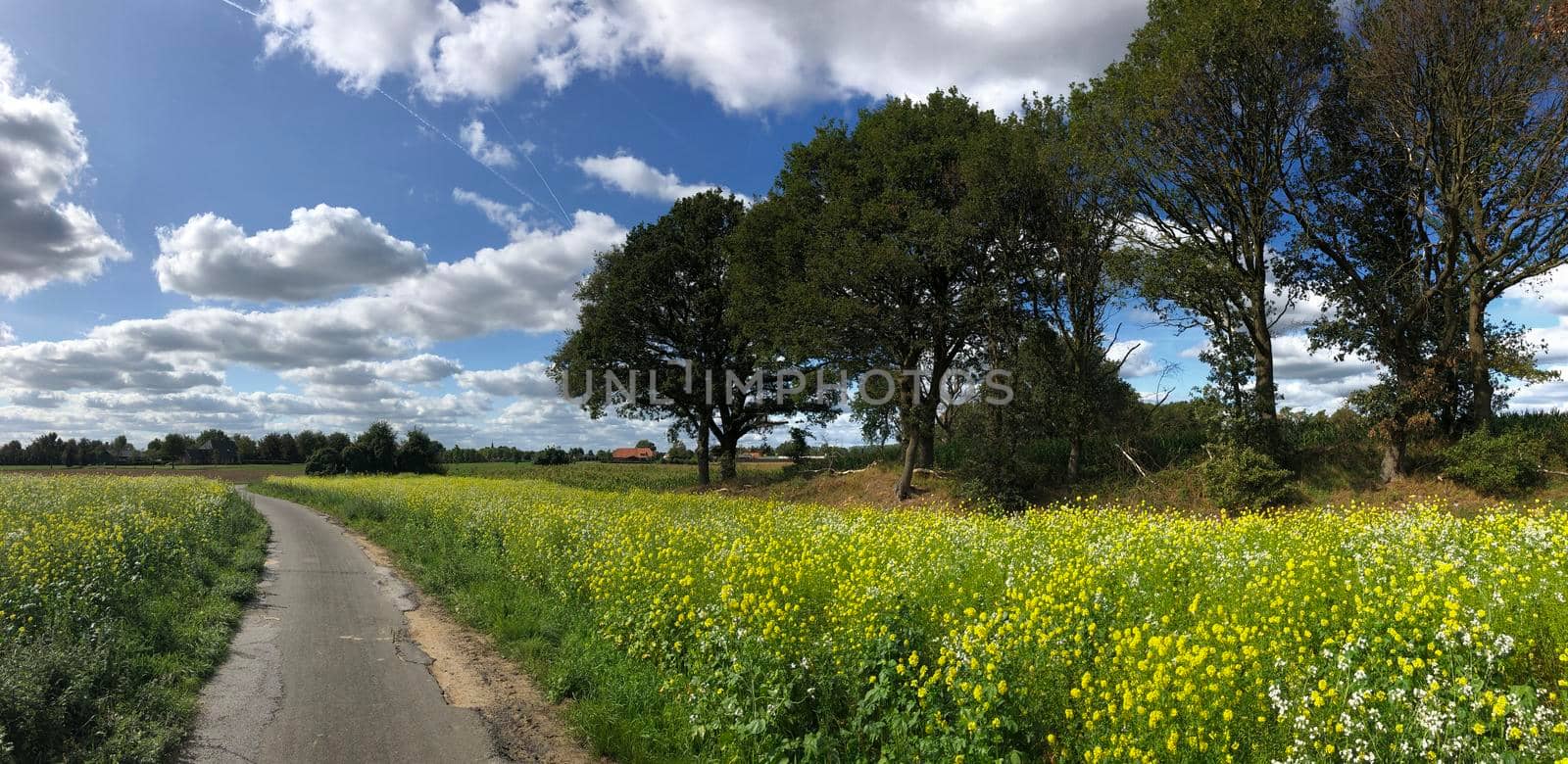 Path through a field of yellow flower in Munsterland, Germany