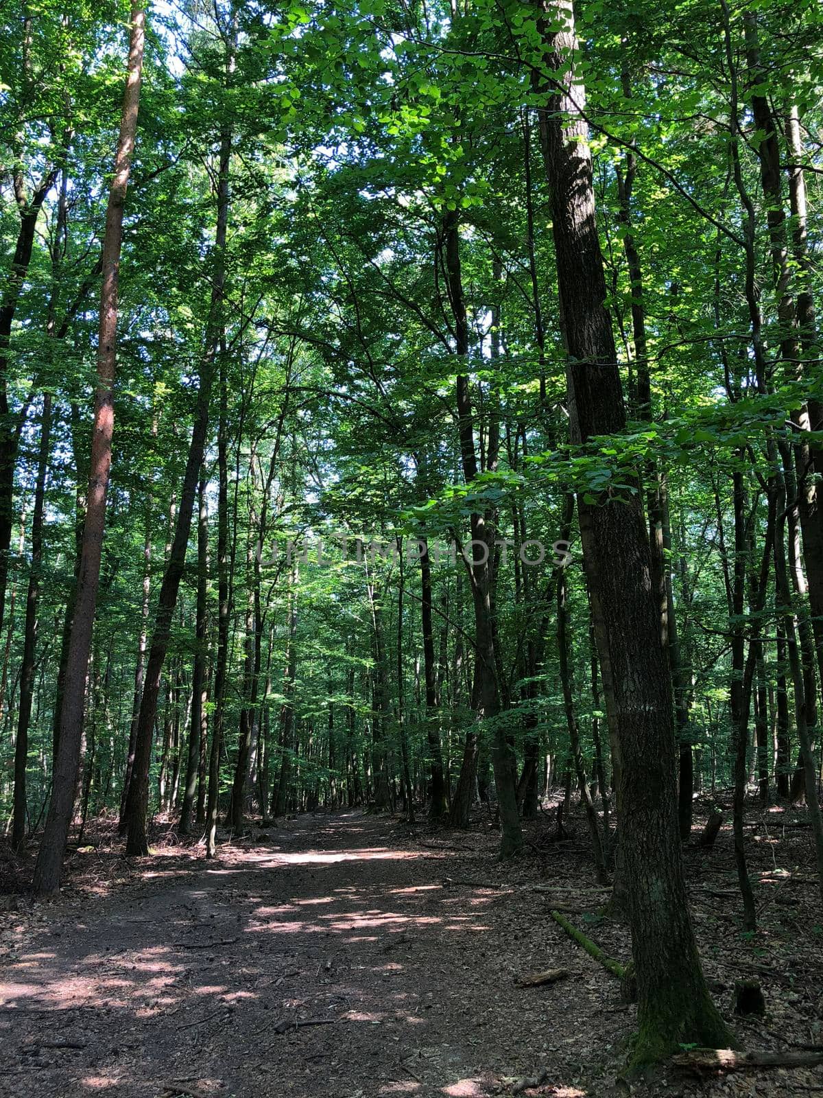 Forest around the Altenburg Castle by traveltelly