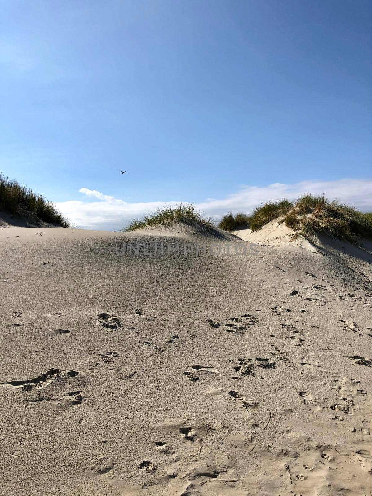 Sand dunes on Borkum island in Germany