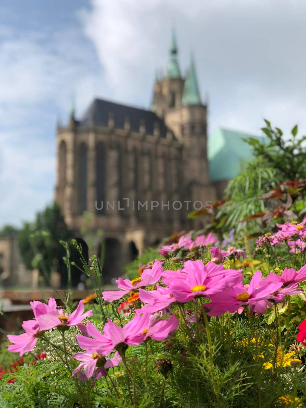 Flowers in front of the Erfurt Cathedral in Erfurt, Germany