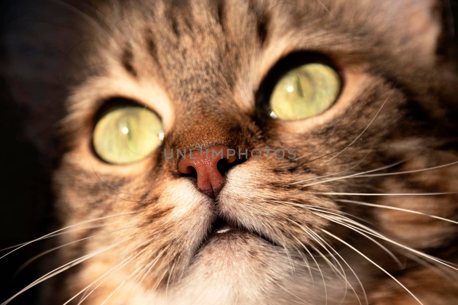 Beautiful wet pink nose of a cat named Crimea.