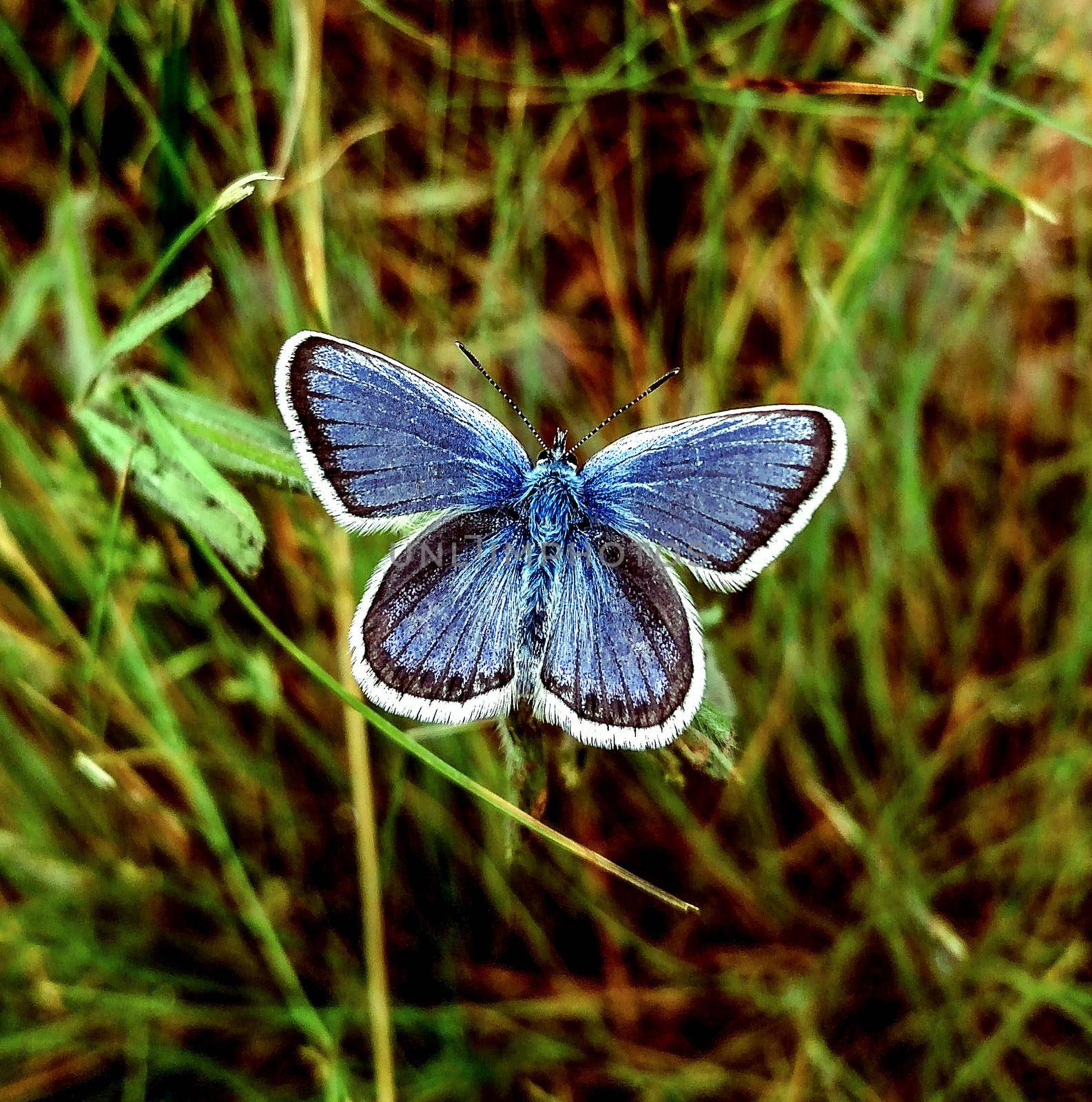 Blueberry Icarus butterfly (Polyommatus icarus) on a background of green grass.