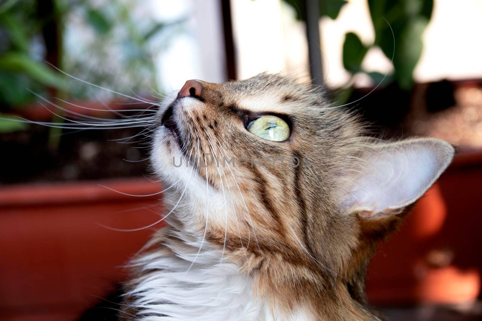 A beautiful cat with green eyes looks up.