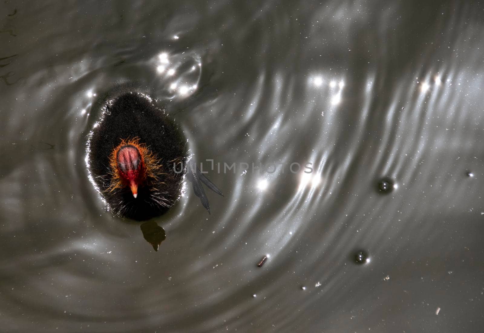 The chick of the coot waterfowl ( lat. Fulica atra ) swims along the surface of the reservoir.