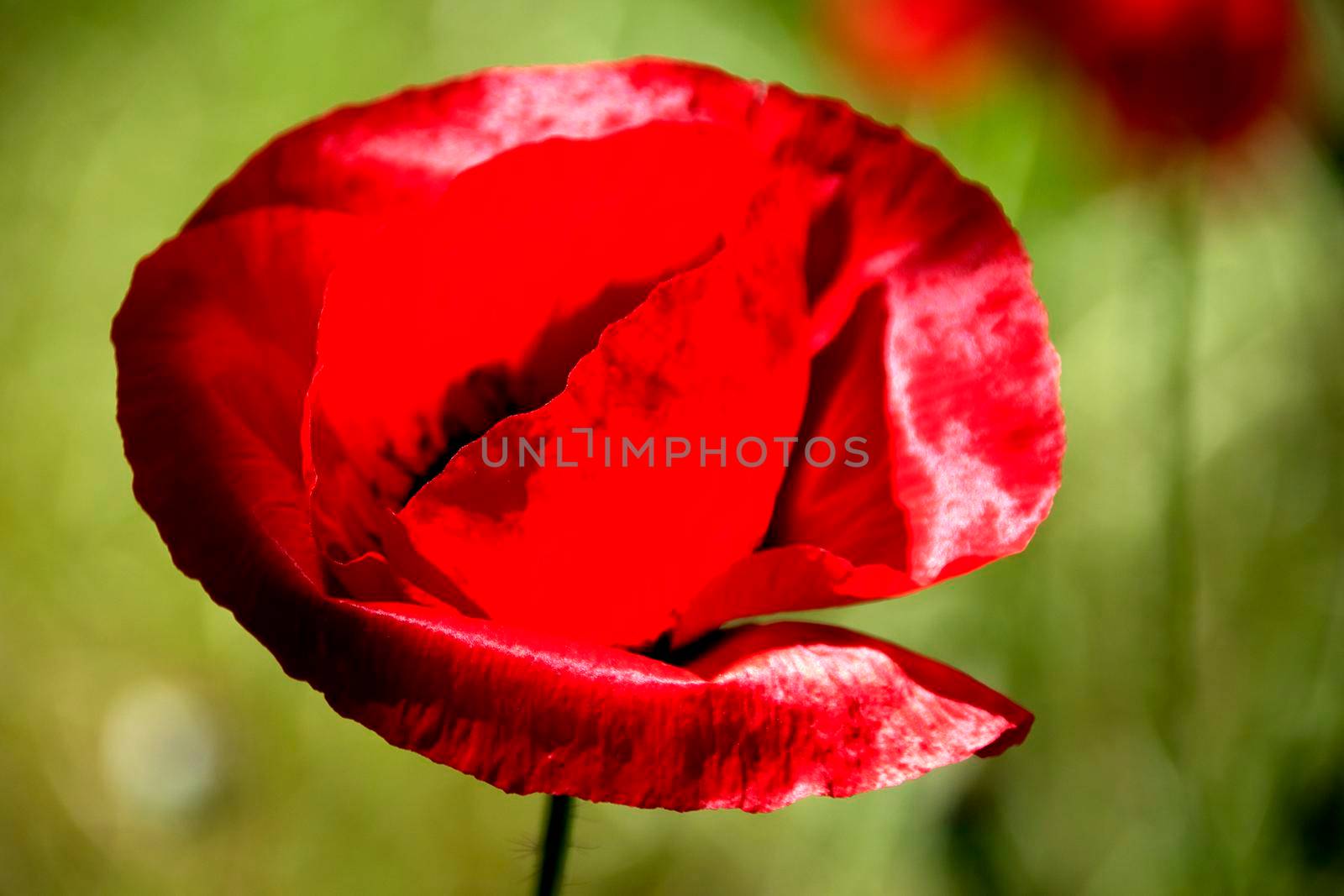 Red poppy flower on a background of summer greenery.