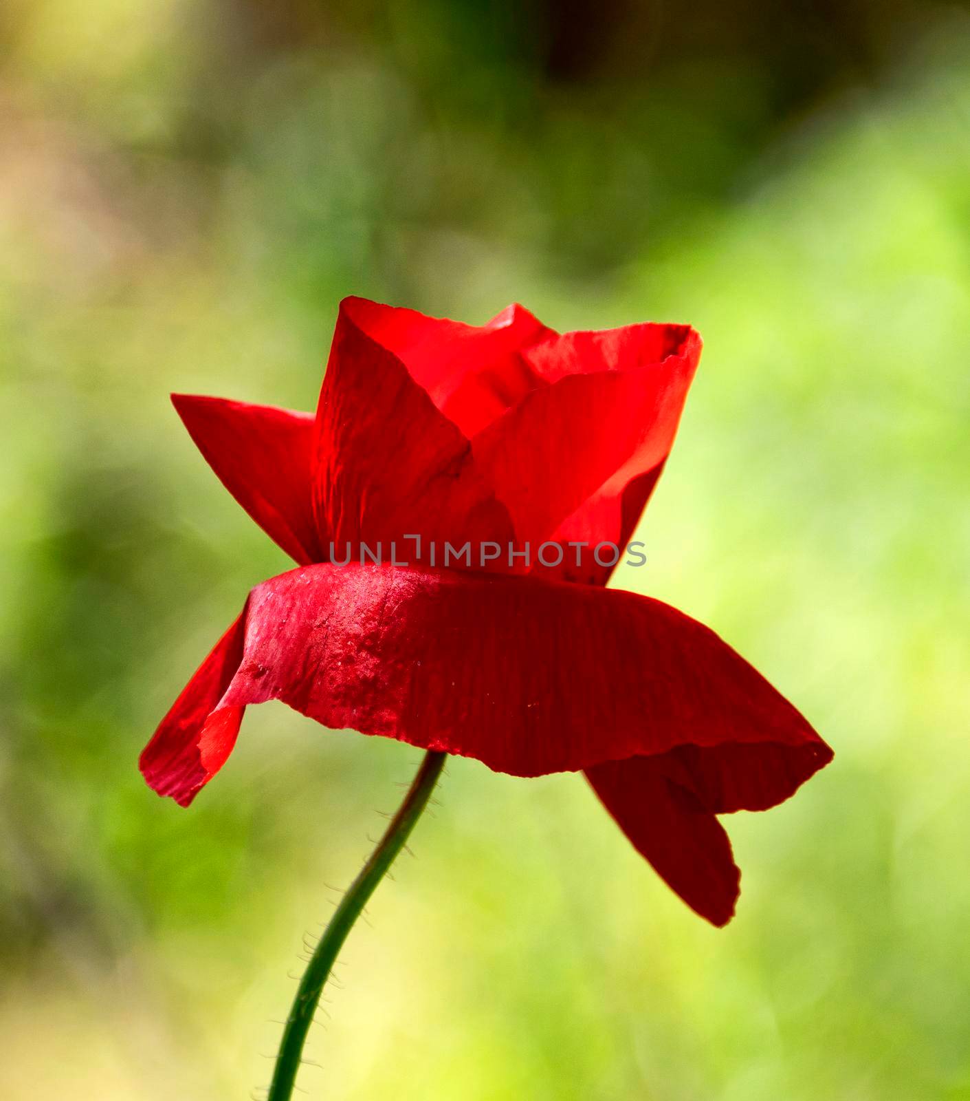 Red poppy flower on a background of spring greenery.