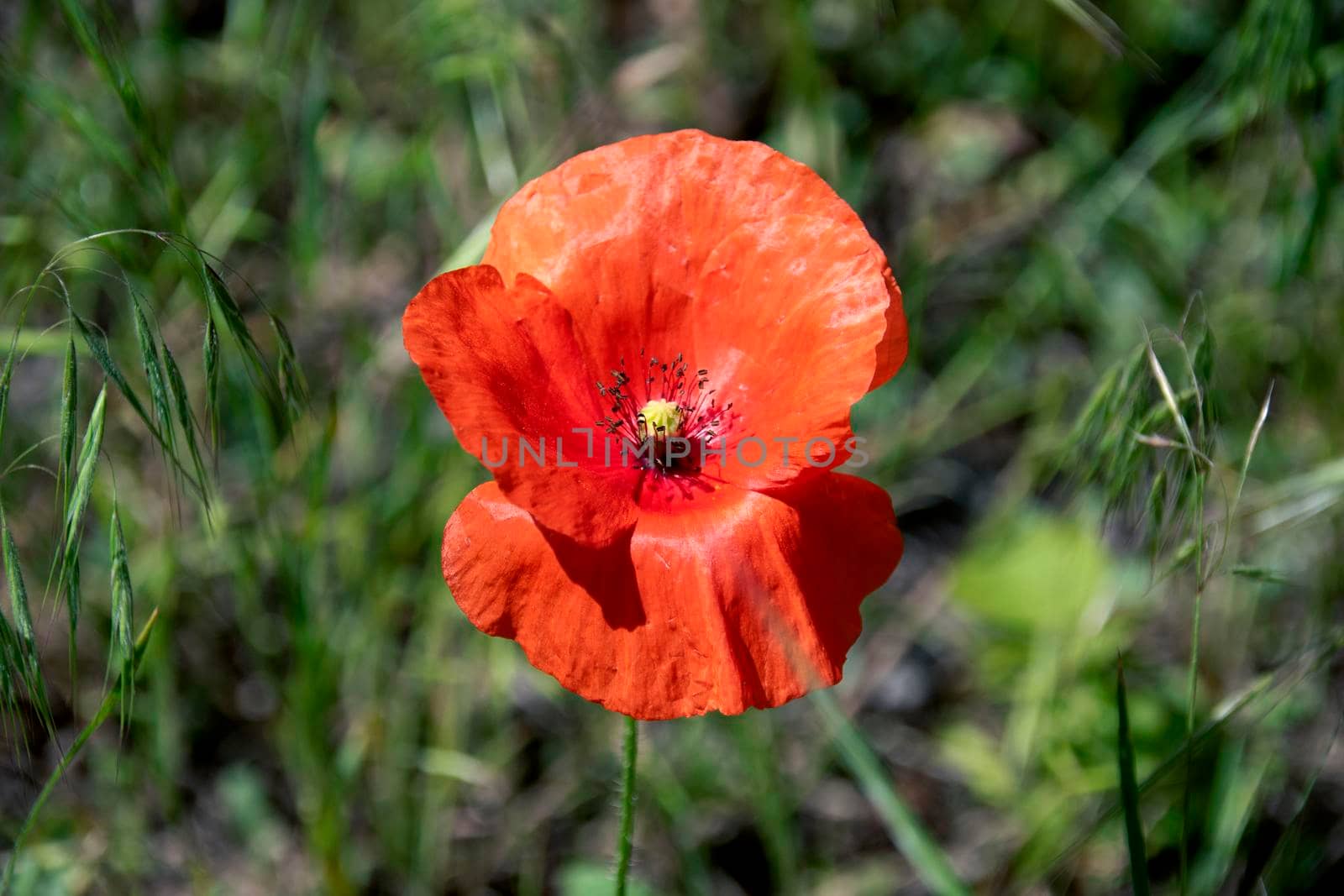 Red poppy flower on a background of spring greenery by Endusik