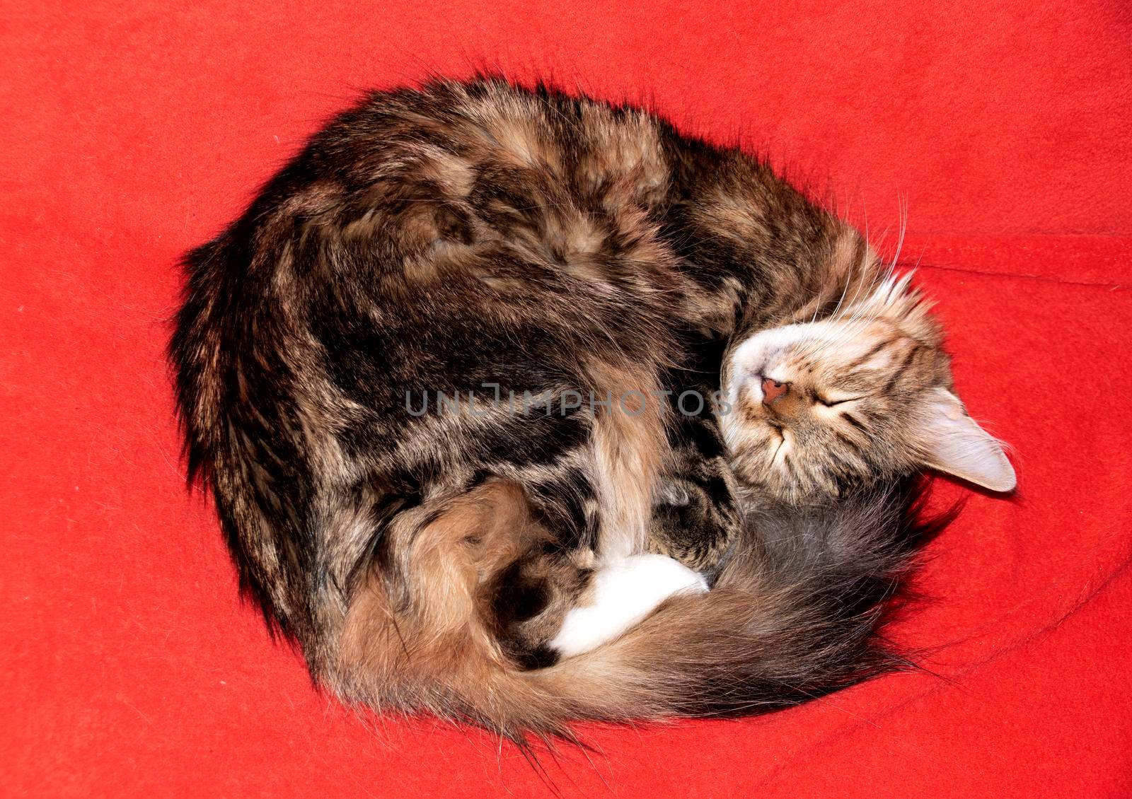 A beautiful cat sleeps on a red blanket curled up in a ball.