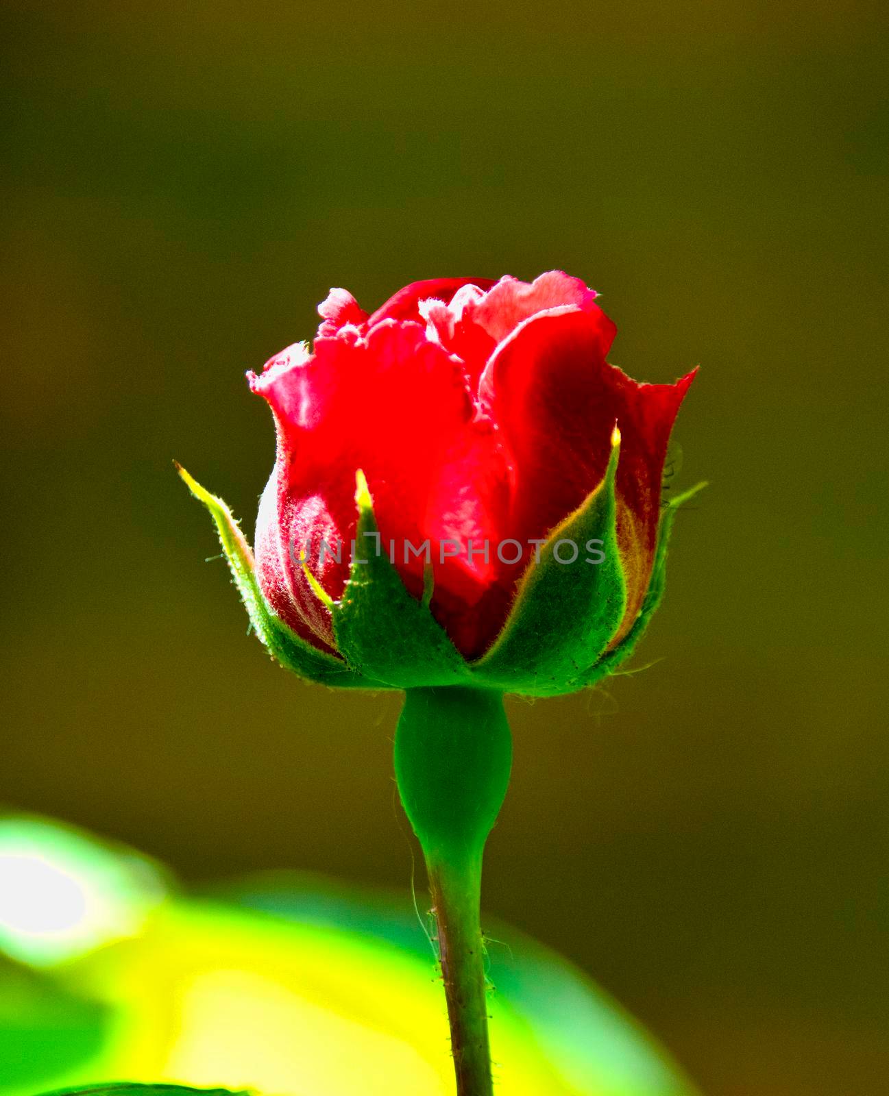 Red bud of an unblown rose against a background of summer greenery.