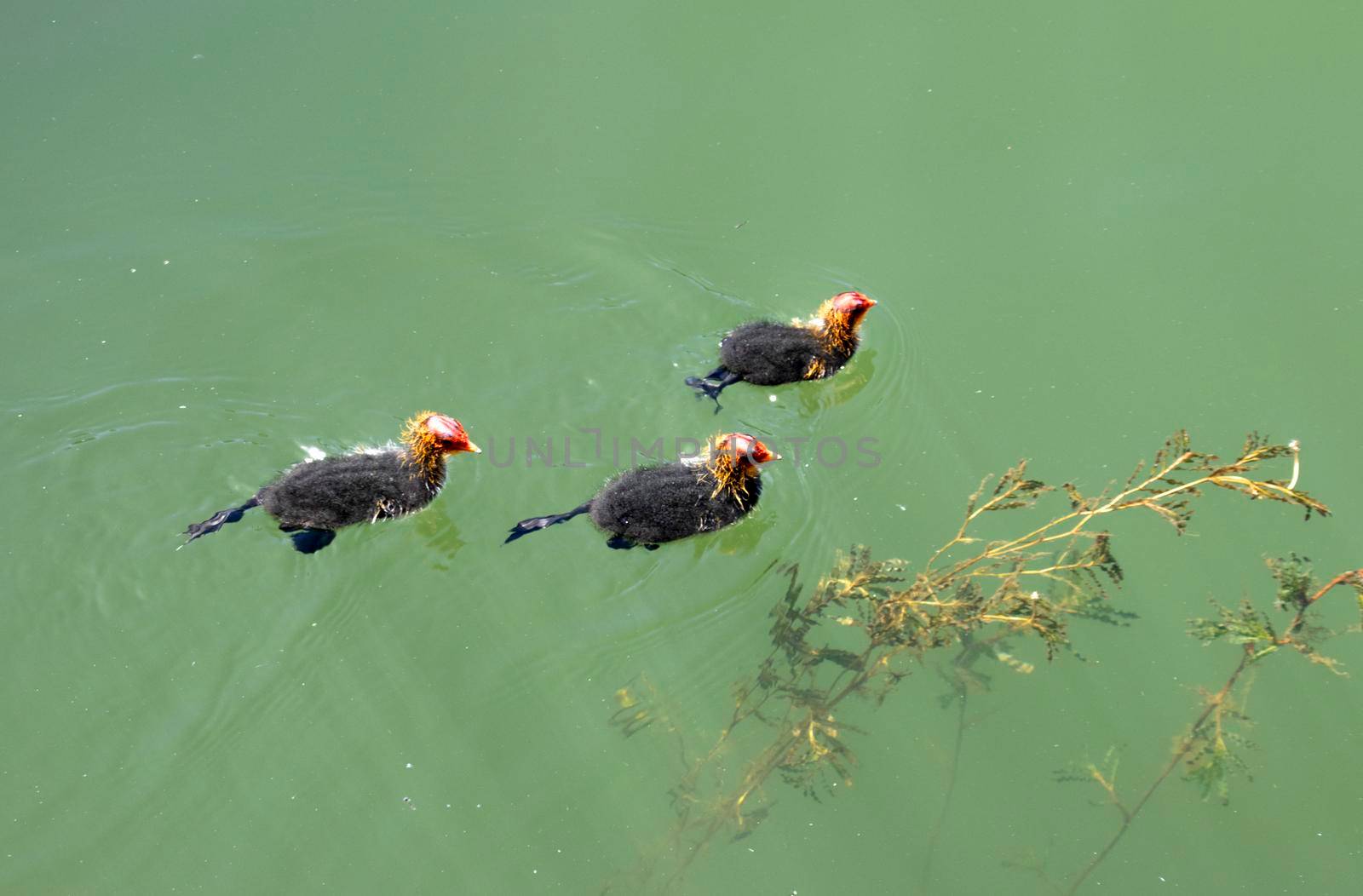 Chicks of the coot waterfowl swim one after another on the surface of the reservoir.